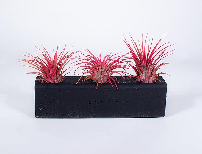 Air Plants 3 Pack - Tillandsia Ionantha - 3 Hole Planter - Organically Enhanced Color - Live Arrival Guaranteed - House Plants for Home Decor & Gift (3Pk Coral Glow + Planter)