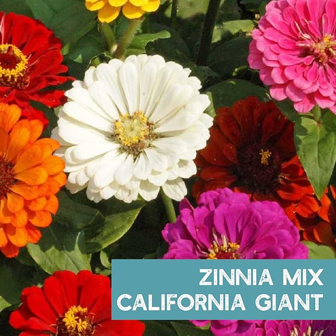Zinnia Seeds for Planting Outdoors – 3,000 California Giant Mix Zinnia Seeds – 4 ft Tall Zinnia elegans Annuals – Bright Wildflower Blooms Attract Pollinators – Heirloom Garden Flower Seed Packet