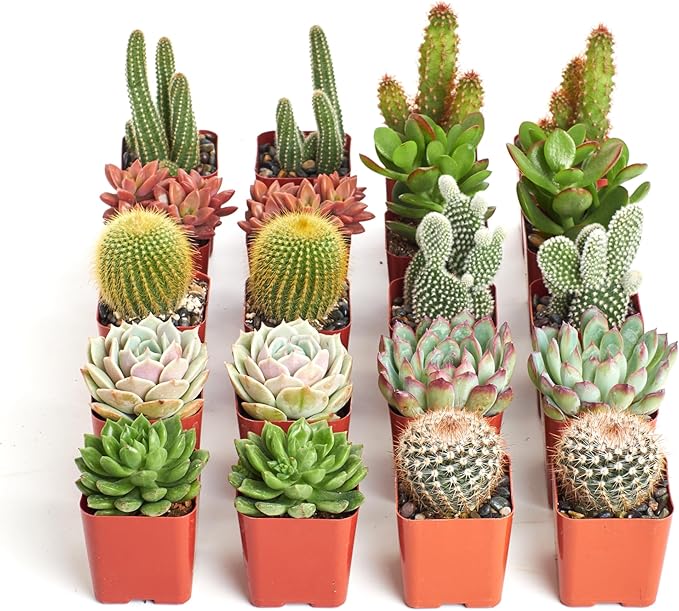 Shop Succulents Premium Live Mini Cactus and Succulent Plants in 2" Pots, Easy Care Indoor or Outdoor Gardening, Terrariums, Favors, & Contemporary Spaces with Hardy, Resilient Varieties, Pack of 64