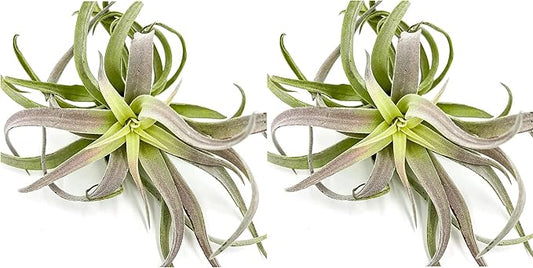 ragnaroc Air Plants - Tillandsia Cacticola, Jumbo 6-9" - 2ct - Live Arrival Guaranteed - House Plants for Home Decor & Gift