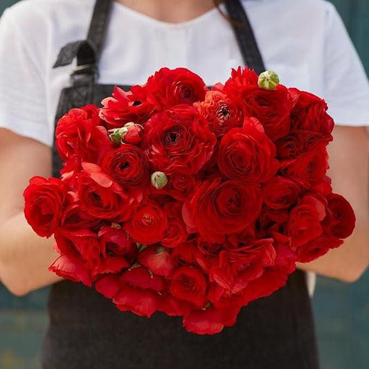 Eden Brothers Ranunculus Bulbs - Red