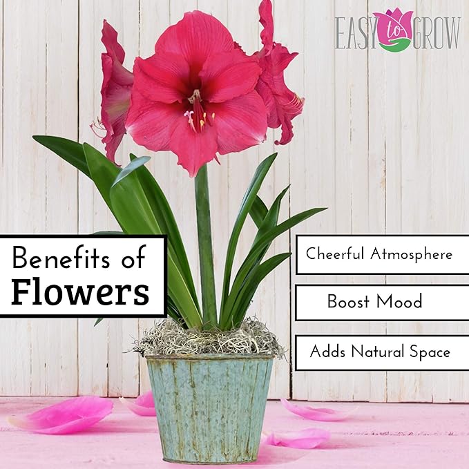 Easy to Grow Amaryllis Pink Surprise 1 Plant Bulb - Large Rich Pink Flowers Indoor Holiday & Outdoor Zones 9-11