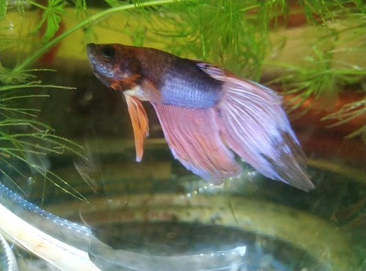 Bundle of Live Male Betta Fish with Hornwort Plants and 5 Inch Spherical Fish Tank, Indoor/Outdoor Home Aquarium