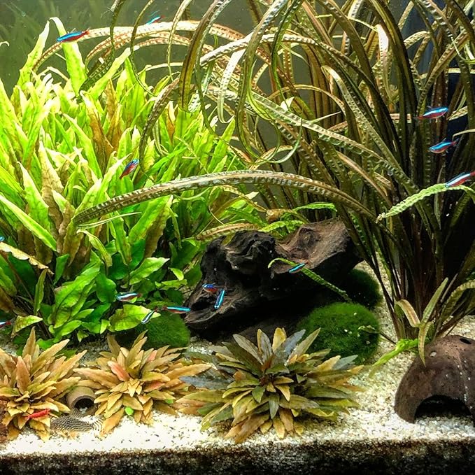 SubstrateSource Cryptocoryne Live Aquarium Plants - Freshwater Plant for Aquariums, Planted Fish Tanks - Beginner Friendly (Balansae, 3 Pots (15-20 Plants))