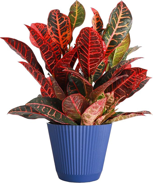 Thorsen's Greenhouse Live Petra Croton Plant, Codiaeum Variegatum, Colorful Foliage, Live Indoor Houselant (Navy, 6-inch Pot)