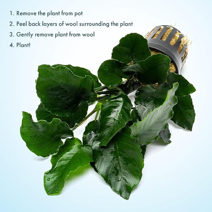 SubstrateSource Live Jungle Plants - Anubias Emerald Bloom (Anubias barteri) - Compact Epiphytic Rhizome Plant for Midground Freshwater Aquascapes, Emerald Green Accent - Pot