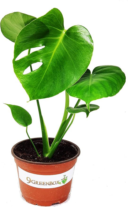 9GreenBox Split Leaf Philodendron 6" Pot - Monstera - Edible Fruit Tastes Like Pineapple