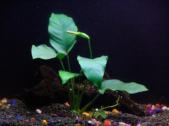 Potted Live Aquarium Plants Bundle - Easy and Snail Free Aquatic Plants (2 Pots)