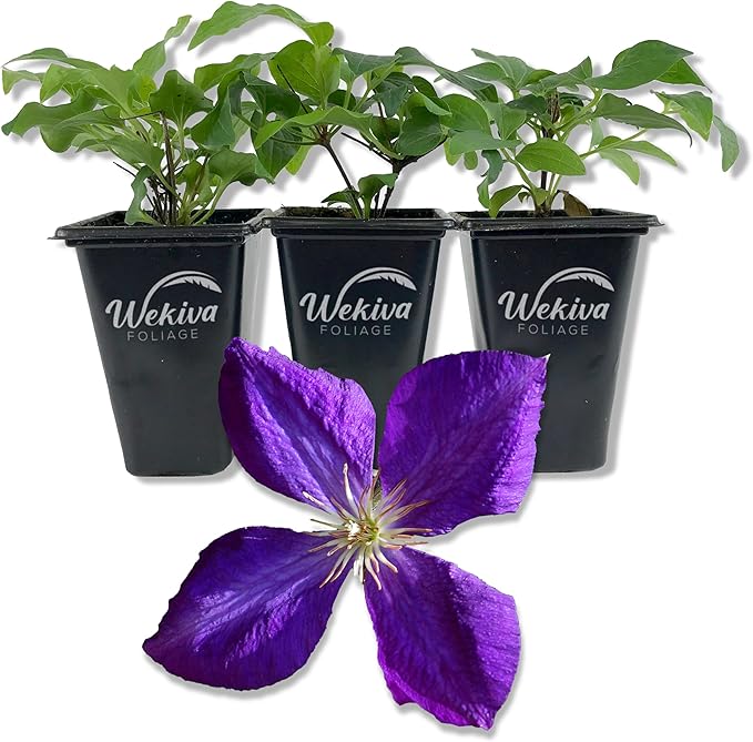 Clematis Jackmanii - 3 Live Starter Plants in 2 Inch Growers Pots - Starter Plants Ready for The Garden - Beautiful Violet Purple Flowering Vine