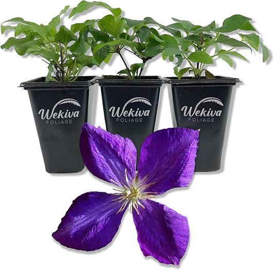 Clematis Jackmanii - 3 Live Starter Plants in 2 Inch Growers Pots - Starter Plants Ready for The Garden - Beautiful Violet Purple Flowering Vine