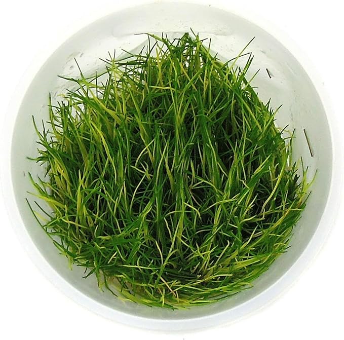 SubstrateSource Live Plant - Hairgrass Eleocharis Pusilla Tissue Culture Aquatic Live Aquarium Plant - 100% Snail Free in Vitro Cup (Hairgrass)