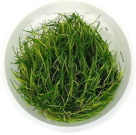 SubstrateSource Live Plant - Hairgrass Eleocharis Pusilla Tissue Culture Aquatic Live Aquarium Plant - 100% Snail Free in Vitro Cup (Hairgrass)