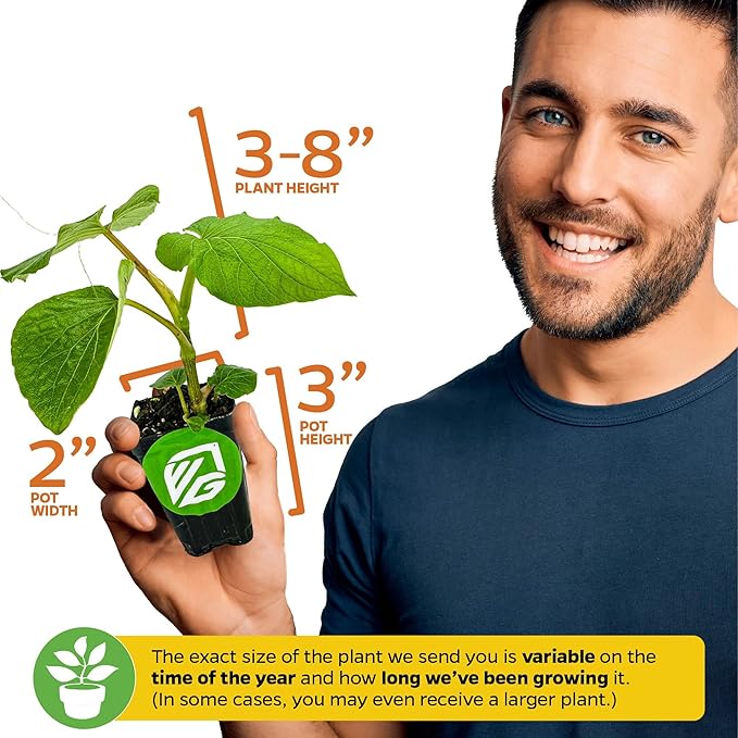 Black Pepper - Piper nigrum - Wellspring Gardens Starter Plant, Live Peppercorn Tree, Herb for Indoor/Outdoor Growing, Dwarf Fruit Plant, Variety for Cooking and Spices (2-Pack)