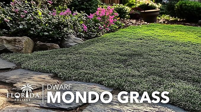 Dwarf Mondo Grass | 1 Large 4 Inch Pot | Ophiopogon Japonicus Nanus | Live Evergreen Shade Loving Groundcover