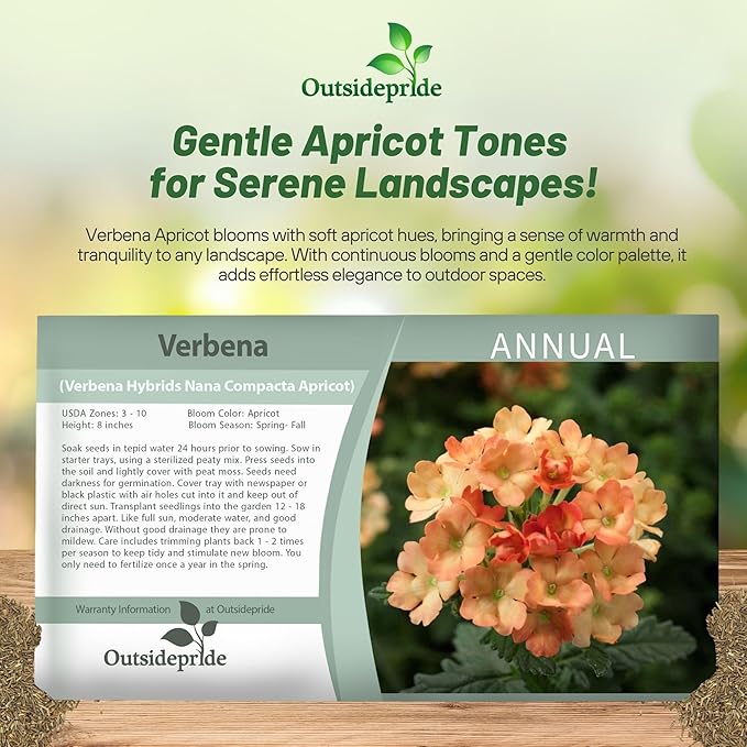 Outsidepride Apricot Verbena Seeds for Planting - 1000 Pcs. Annual, Drought Tolerant & Easy to Grow, Ground Cover with Fragrant & Vibrant Blooms for Window Boxes, Borders & Pollinator Gardens