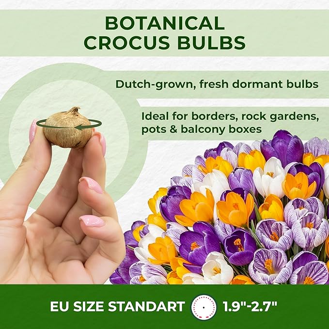Giant Crocus Bulb Mix, 100 Exclusive Flower Bulbs, Mix of 5 Varieties from Holland, Real Hardy and Perennial Crocus tubers/Flowers (no Seeds) for Garden, pots and Balcony
