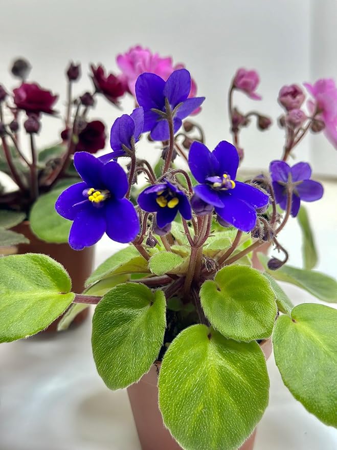 Generic 4 -Pack Miniature African Violets Live Plants 2 inch Pot, Good for Terrariums, Home Decor, Office Decor, Gift