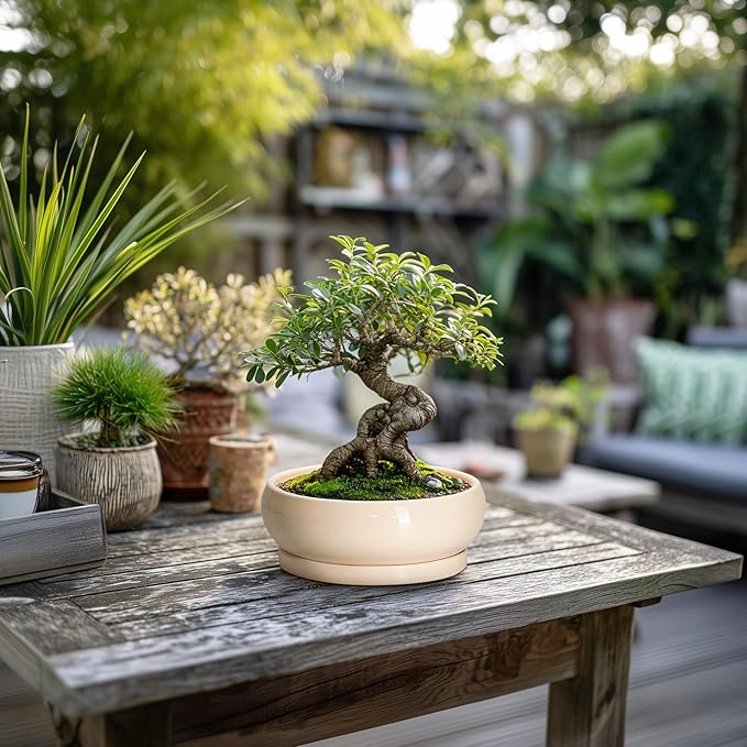 Small Bonsai Pots - 6 Inch Ceramic Succulent Planters for Indoor Plant Outdoor, Shallow Planter with Drainage Hole and Saucer, Round Succulent Pots, Kitchen Decor, Gifts for Women Men, Beige