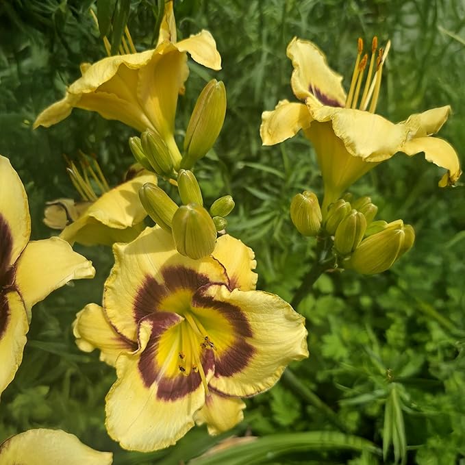 El Desperado Daylily Flower Bulbs – Yellow and Purple Blooms with Green Throat – Drought-Tolerant Perennial for Full Sun Gardens (Zones 3–9) Fall Planting Spring Blooming