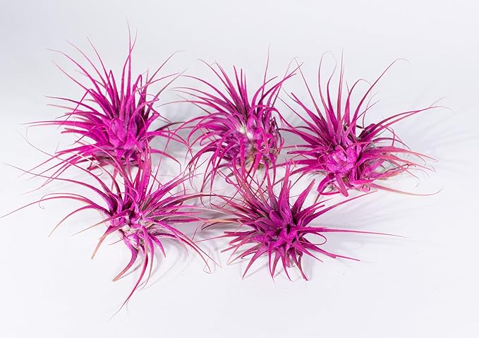 Air Plants - Tillandsia Ionantha - Organically Enhanced Color - Live Arrival Guaranteed - House Plants for Home Decor & Gift (Rose Pink 5pk)