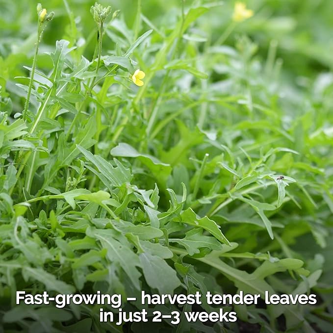 KVITER 2500 Roquette Arugula Seeds (Diplotaxis tenuifolia) - Arugula Fresh Organic & Non GMO Perennial Seed, Wild/Wall Rocket - Heirloom Herb Seeds for Planting in Outdoor & Indoor Garden