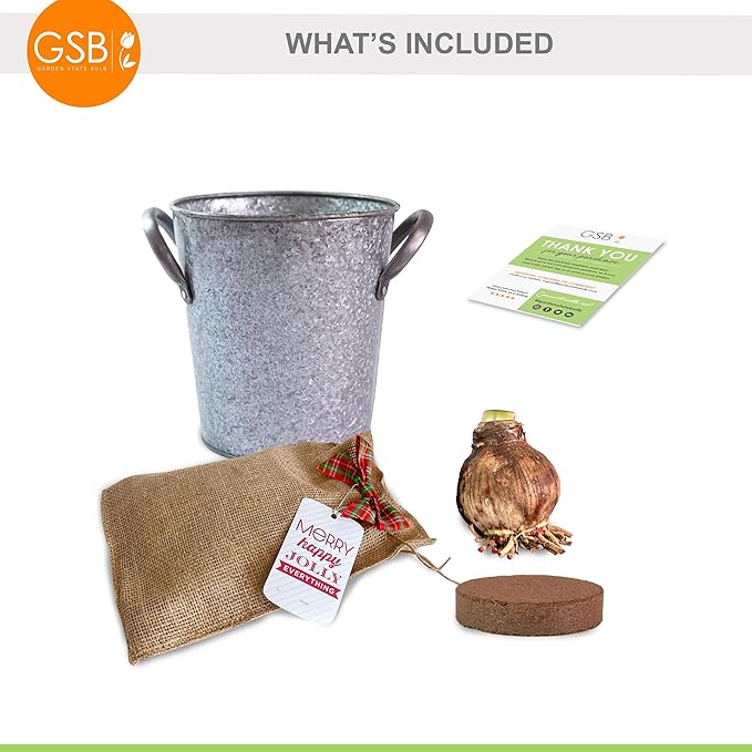 Garden State Bulb Red Double Amaryllis Bulb Holiday Gift Kit, 26/28cm (Zinc Planter)