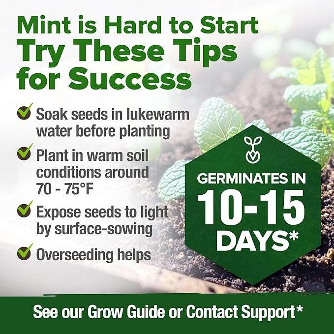 HOME GROWN Common Mint Seeds (Bulk Pack) 1,800 Non GMO Heirloom Herb Seeds, USA Sourced | Ideal for Planting Outdoors or Indoors for a Fresh Mint Tea Garden (Mentha spp)