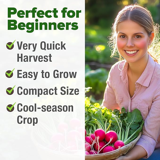 HOME GROWN Cherry Belle Radish Seeds 800+ Non GMO Heirloom Vegetable Seeds for Planting Outdoors Harvest in 30 Days Red Radishes, Spring and Fall Gardens (Raphanus Sativus)