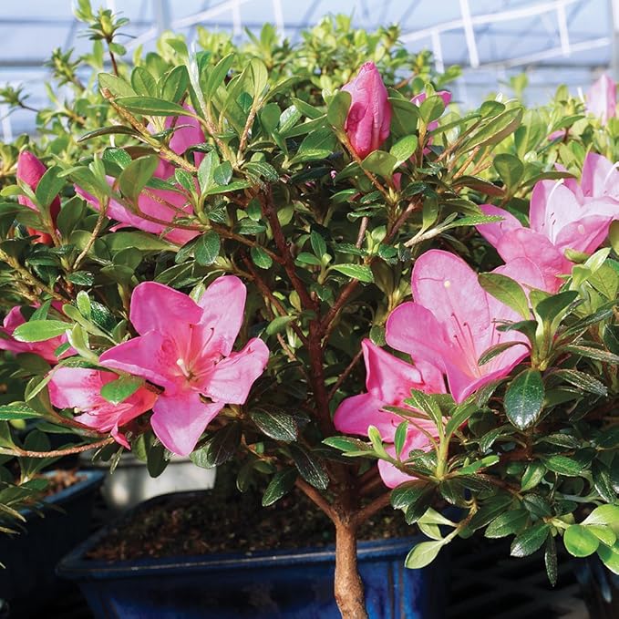 Brussel's Bonsai Live Satsuki Azalea Bonsai, Outdoor, Live Flowering Bonsai Tree - Medium, 6 Years Old, 8 to 10 inches Tall - Ceramic Bonsai Pot