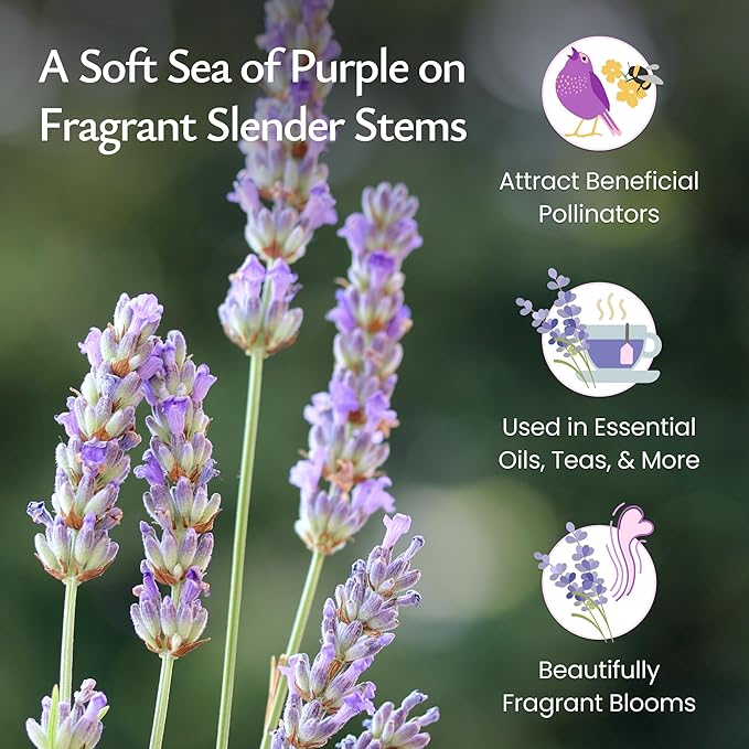 Created By Nature English Lavender Seeds, 3,000 Purple Perennial Wildflower Seeds