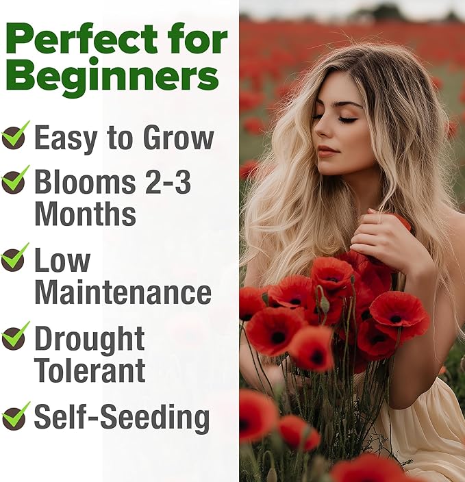 HOME GROWN American Legion Red Poppy Seeds - 6,000 Vibrant Wildflower Seeds for Planting Outdoors - Annual Poppy Flowers - Memorial Garden & Pollinator Friendly (Papaver rhoeas)