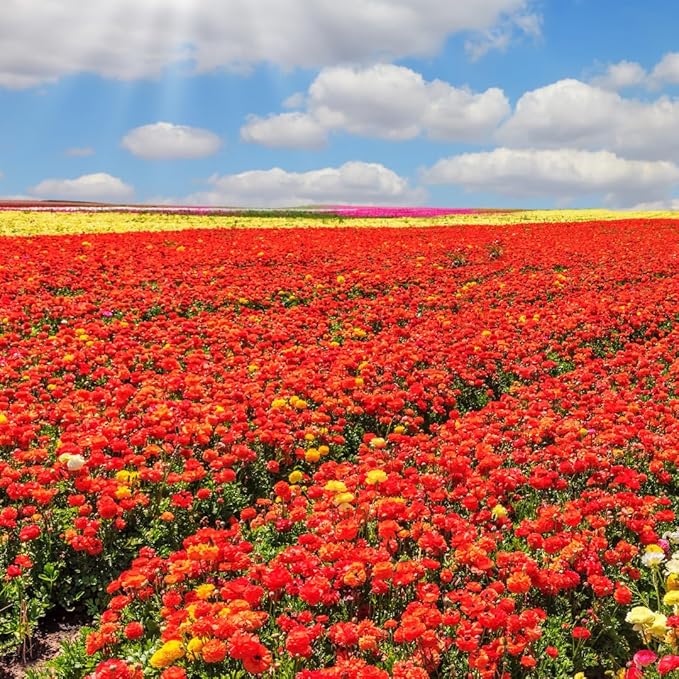 25 Ranunculus Bulbs for Fall Planting, Perennial Flowers Bulbs for Gardens, Vibrant Peony Buttercup Corms for Outdoor Borders (Red Ranunculus)