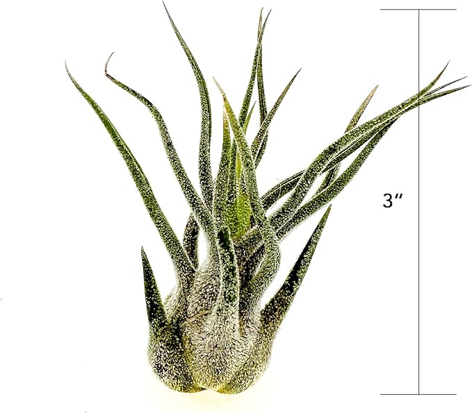 ragnaroc Air Plants - Tillandsia Pruinosa, Large 3-5" - 1ct - Live Arrival Guaranteed - House Plants for Home Decor & Gift