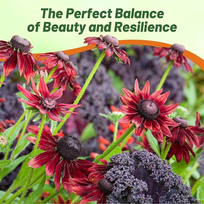 Outsidepride Cherry Brandy Rudbeckia Seeds - 50 Pcs. Annual, Easy to Grow & Self-Seeding Flower Seeds for Planting Red Blooms, for Low Maintenance Pollinator Gardens & Erosion Control