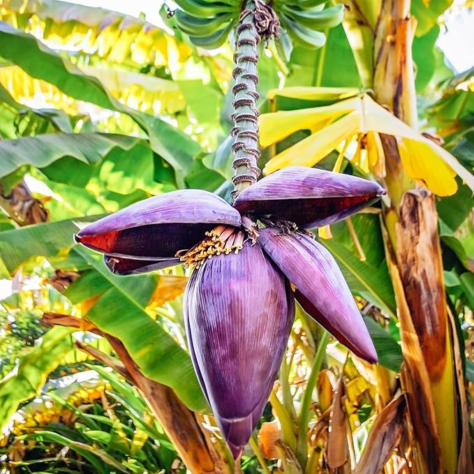 Zebrina Banana Tree Live Plant, Cold Hardy Banana Plant Live, Tropical Banana Fruit Seedling, Well Rooted 4-8 Inch Tall