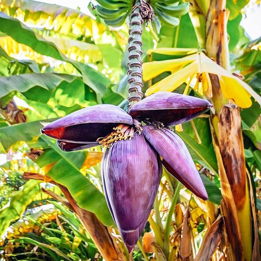Zebrina Banana Tree Live Plant, Cold Hardy Banana Plant Live, Tropical Banana Fruit Seedling, Well Rooted 4-8 Inch Tall