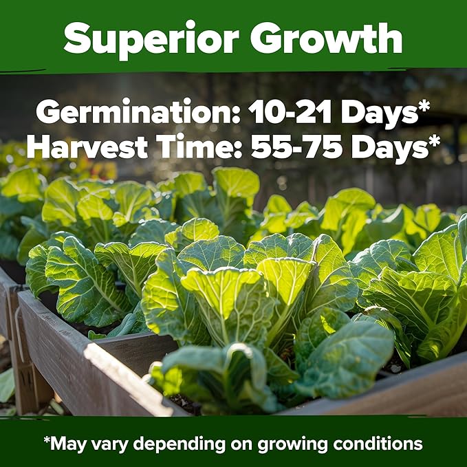 HOME GROWN Collard Green Seeds - 300 Seeds for Fall Planting - High Germination Heirloom Vegetable Seeds, Vates Collard Greens Seed Pack (Brassica oleracea)