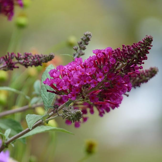 TriStar Plants - Red Butterfly Bush, 1 Gallon Trade Pot - 1'ft Tall - Established Potted Plant, Buddleja - Fast Growing, Attracts Pollinators (Red)