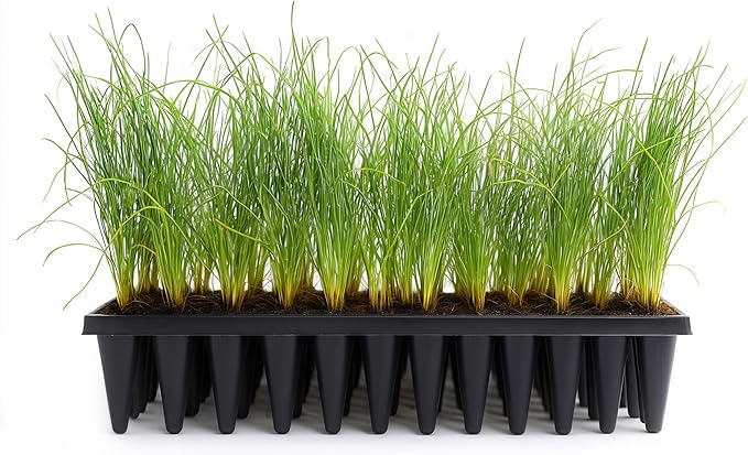 Longleaf Pine Tree | 10 Live Plants | Pinus Palustris | Fast Growing, Southern Yellow Evergreen, Ornamental Landscaping, Drought Tolerant, Native Habitat, Wildlife Friendly
