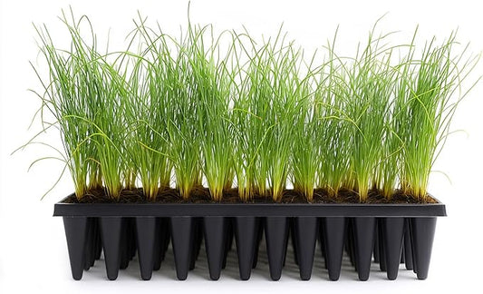 Longleaf Pine Tree | 40 Live Plants | Pinus Palustris | Fast Growing, Southern Yellow Evergreen, Ornamental Landscaping, Drought Tolerant, Native Habitat, Wildlife Friendly