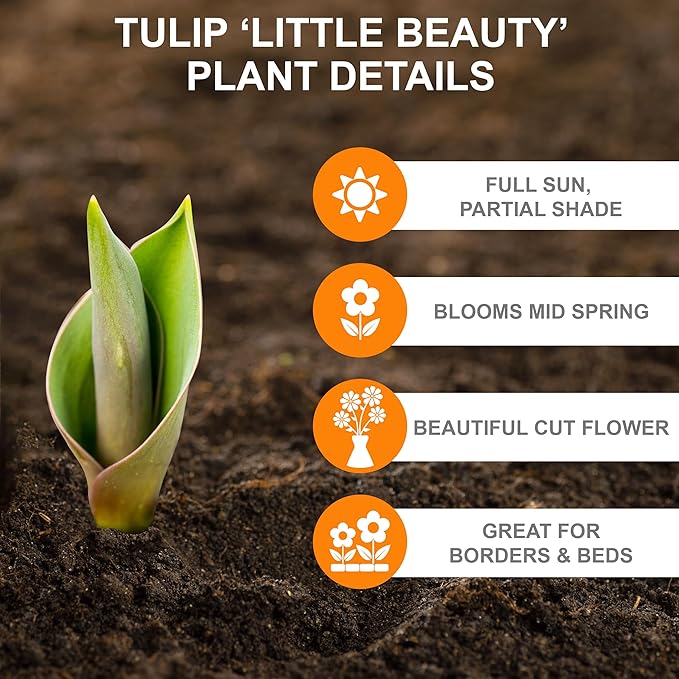 Garden State Bulb Batalinii Little Beauty Tulip Flower Bulbs, 6/+cm, Fall Planting (Bag of 100)