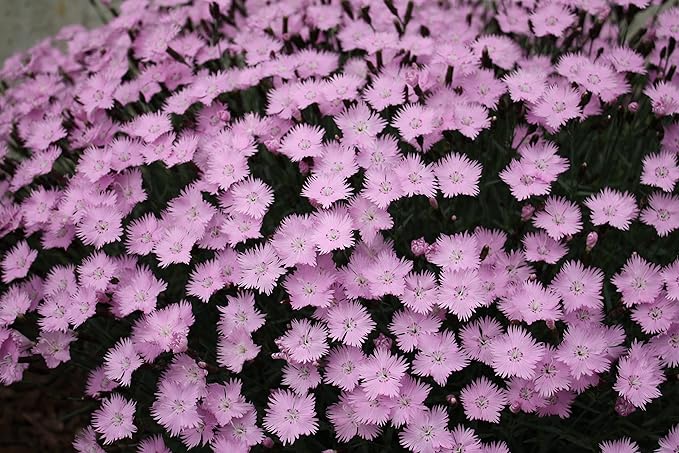 Greenwood Nursery: Live Perennial Plants - Bath's Pink + Dianthus Gratianopolitanus - [Qty: 2X Pint Pots] - (Click for Other Available Plants/Quantities)