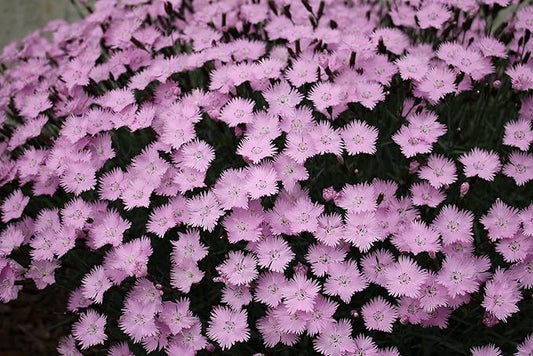 Greenwood Nursery: Live Perennial Plants - Bath's Pink + Dianthus Gratianopolitanus - [Qty: 10x Pint Pots] - (Click for Other Available Plants/Quantities)
