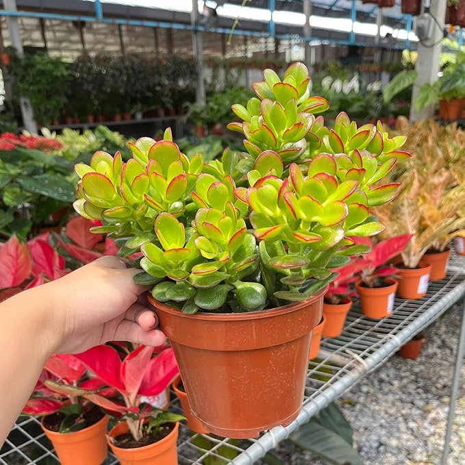 Sprout N Green Dwarf Jade - Crassula Ovata Crosby's Compact, Rare Cute Succulent Plant Fully Rooted in 2" Pot