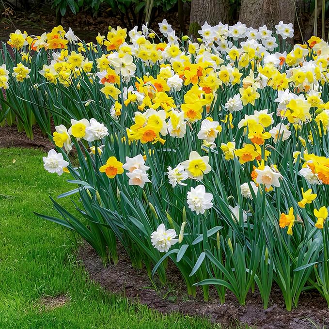 Daffodil Bulbs Spring Dream Collection - 25 Perennial and Hardy Flower Bulbs - Scented Daffodil Mix from The Netherlands - for Garden and Pot (no Seeds - not Artificial)