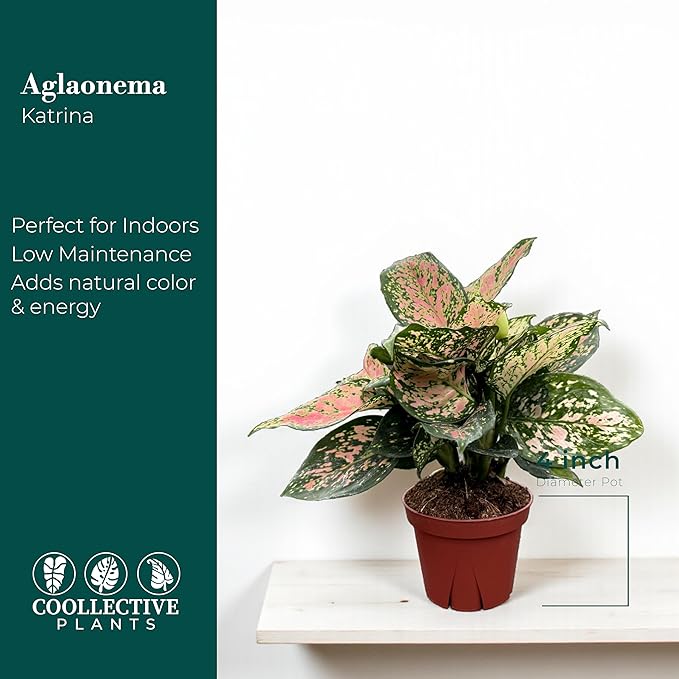 CoollectivePlants Aglaonema Katrina – Aglaonema Live Plant in 4” Growers Pot - Chinese Evergreen Plant Live, Green and Pink Variegated Foliage, Easy Low Light Houseplant