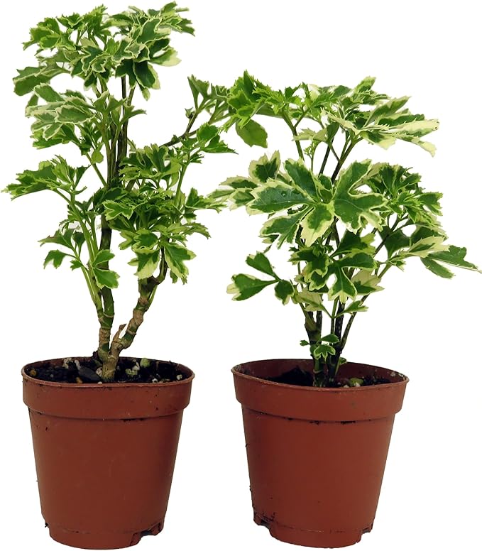 Snowflake Ming Aralia Bonsai Tree - Polyscias fruticosa - 2 Pack in 2" Pots