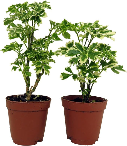 Snowflake Ming Aralia Bonsai Tree - Polyscias fruticosa - 2 Pack in 2" Pots