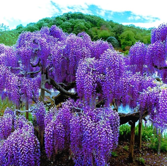 Purple Wisteria Live Plant, 6-12" Tall, Wisteria Vine in 2.5" Pot, Fragrant Flowering Climbing Plant for Outdoor Garden and Trellis