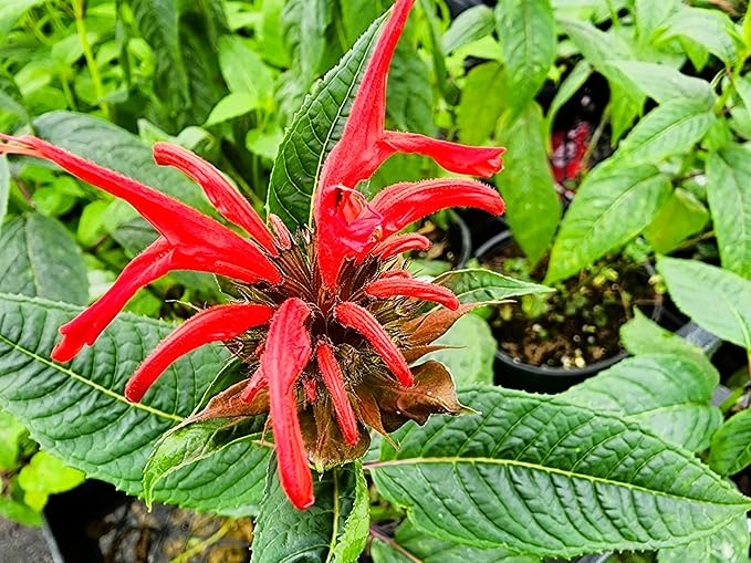 Greenwood Nursery: Live Perennial Plants - Bee Balm Jacob Cline + Monarda Didyma - [Qty: 10x Pint Pots] - (Click for Other Available Plants/Quantities)